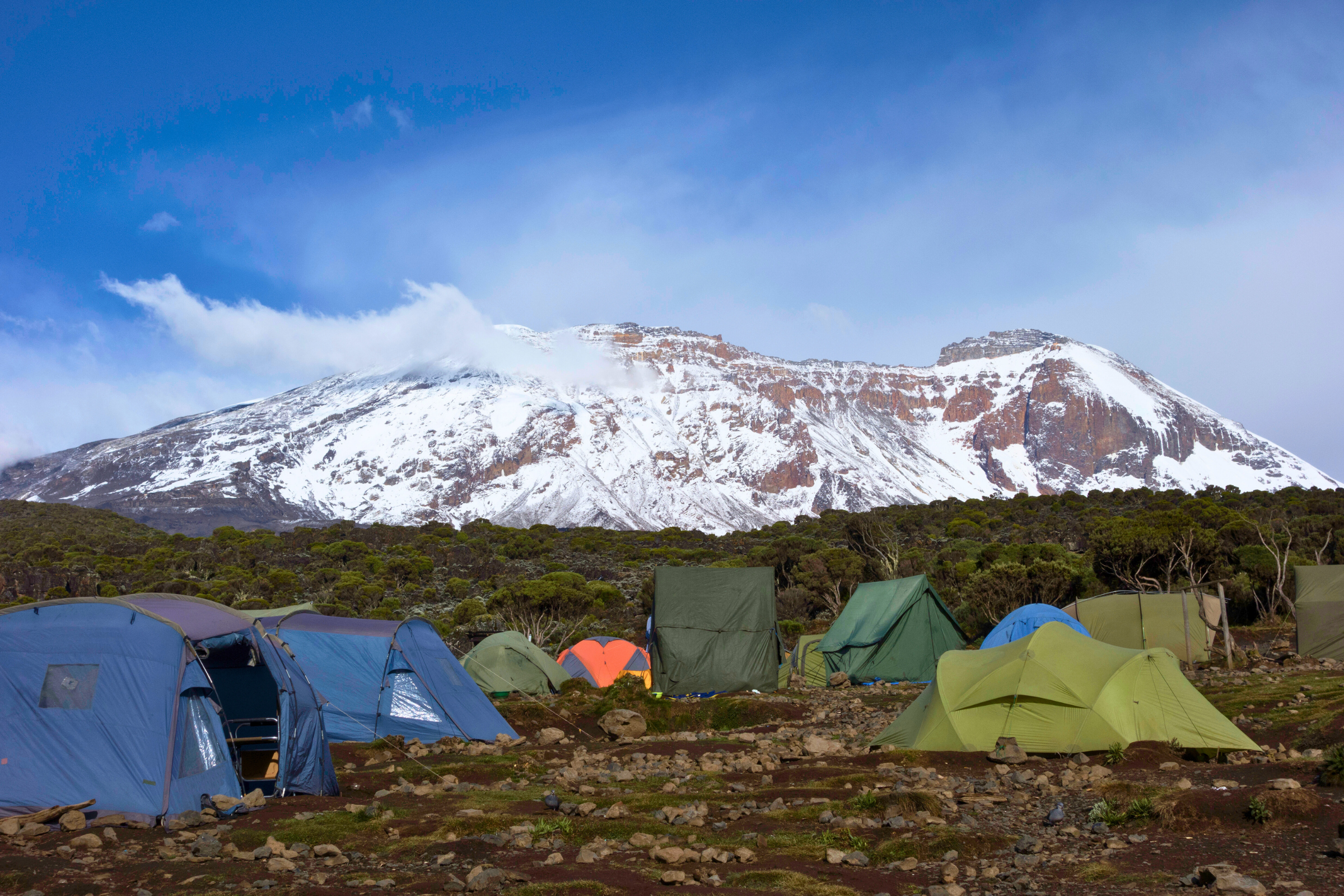 mti mkubwa camp.webp